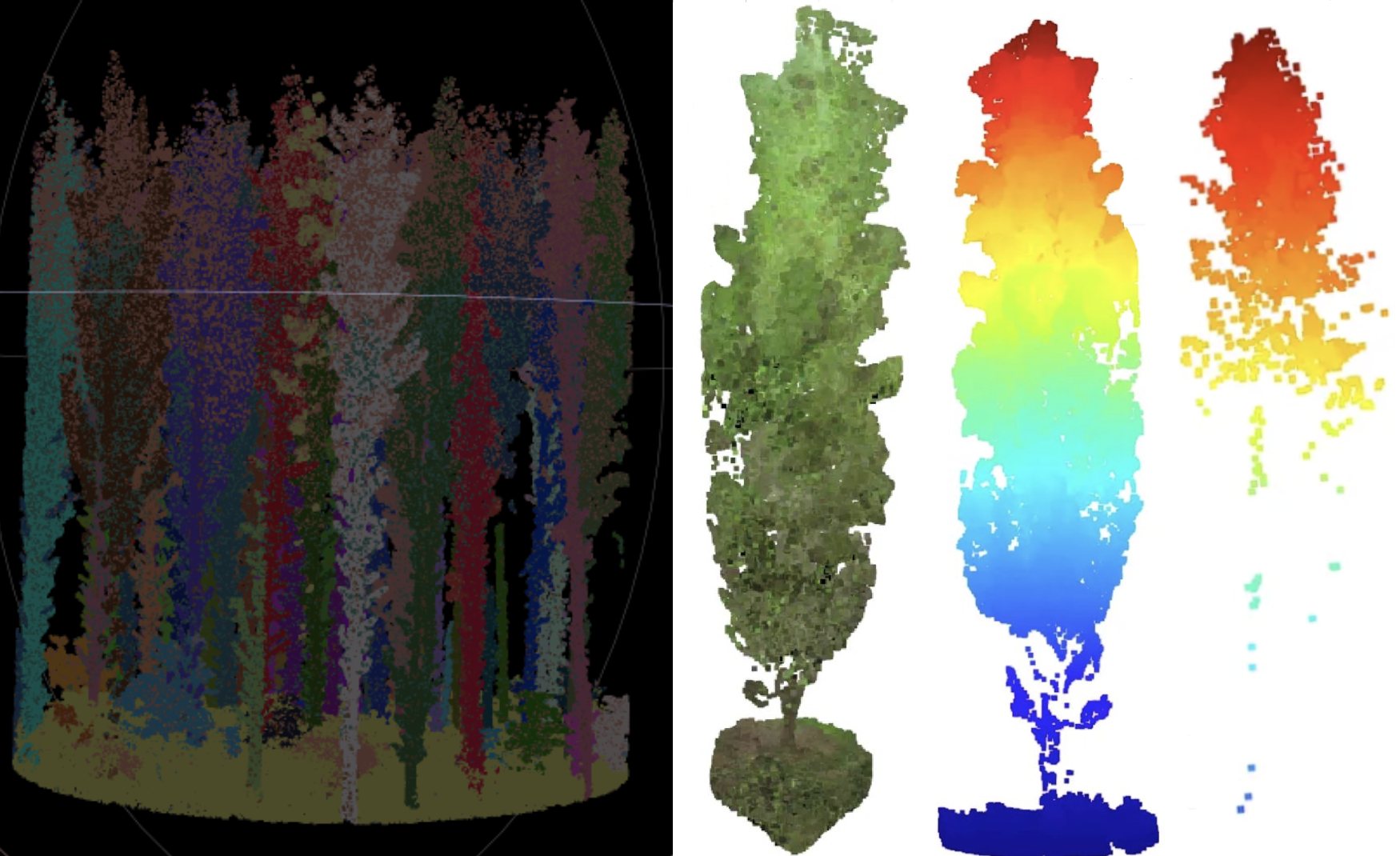3D Forestry Analysis